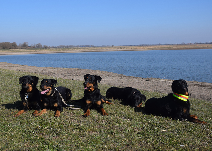 Treffen der Hunde an der Weser.