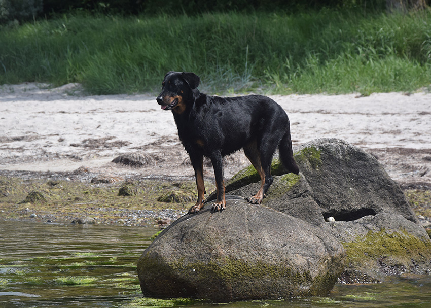 Cleo hat den überblick auf den Felssteinen im Wasser.