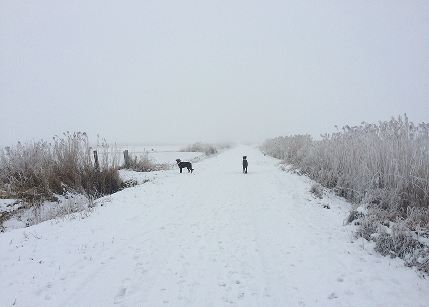 2 Beauceron in Schnee und Nebel.