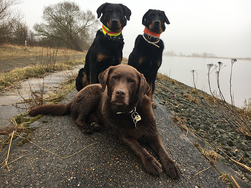 2 Beauceron mit braunem Labrador