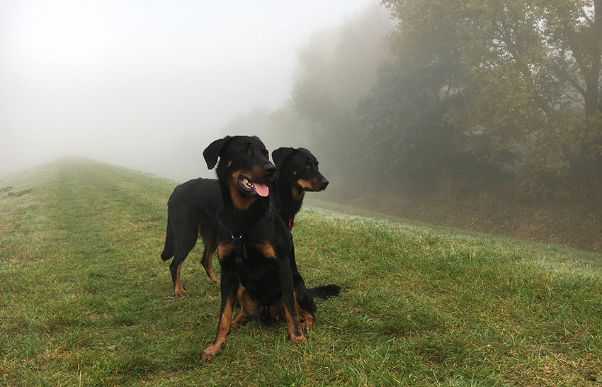 Beauceron Mutter und Sohn im Nebel auf dem Weserdeich.
