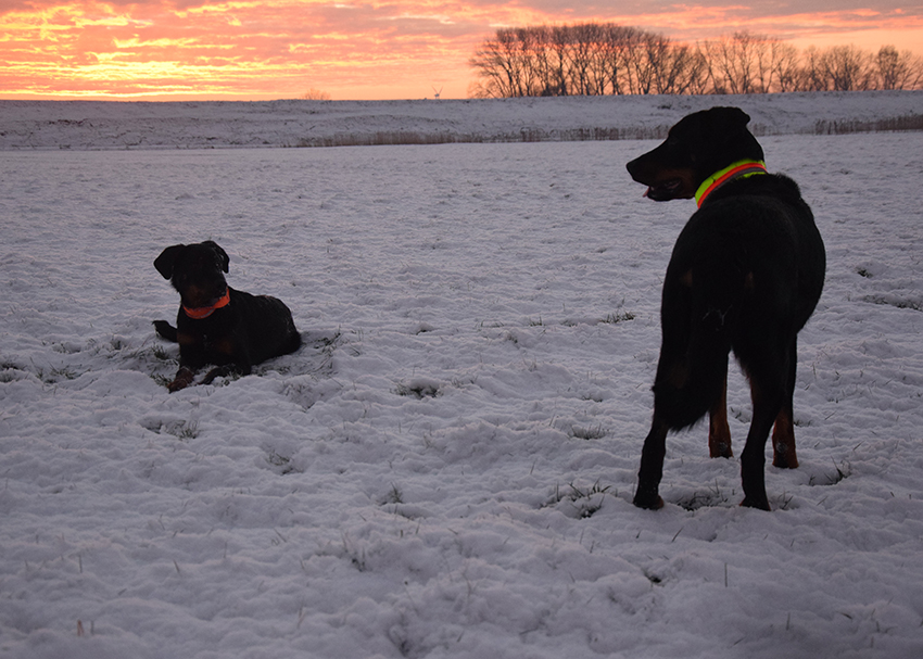 2 Beauceron verweilen im Sonnenaufgang im Schnee.