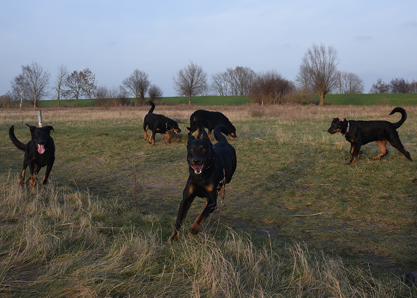 5 Beauceron in Aktion