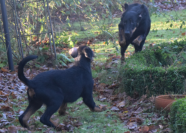 Tipo und Cleo rasen durch den Garten.