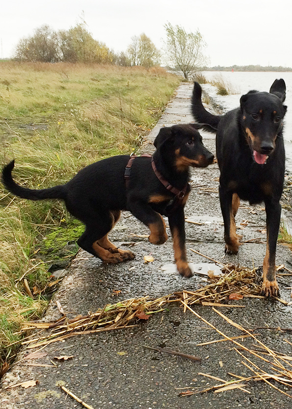 Tipo und Cleo an der Weser.