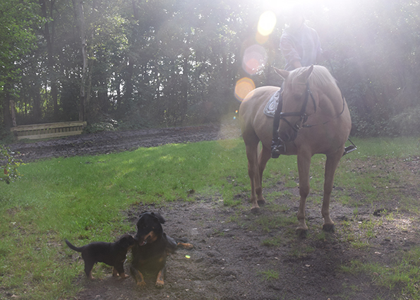 Tipo, Cleo und Pferd Daria