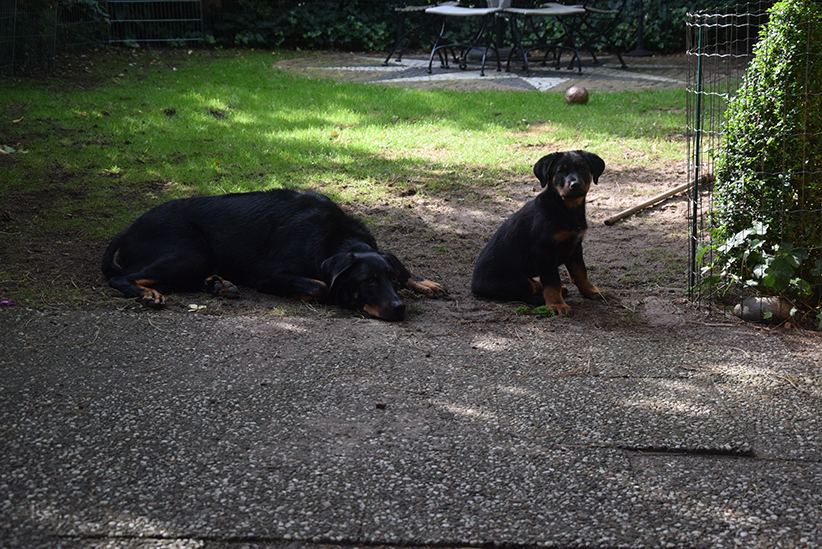 Tipo und Cleo im Garten.