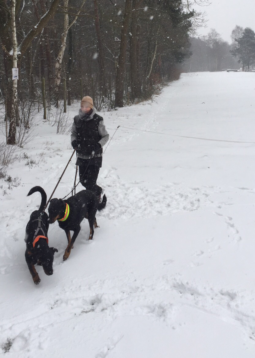 2 Beauceron im Schnee unterwegs.