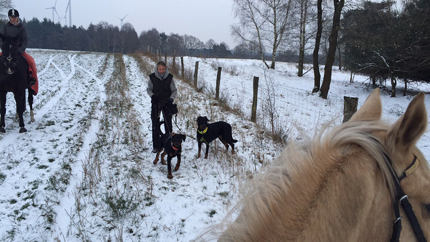 Eisiger Wind weht beim Spaziergang mit Beauceron und Pferden.